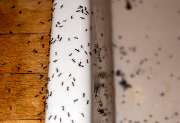 Williston, ND Pest Control Company