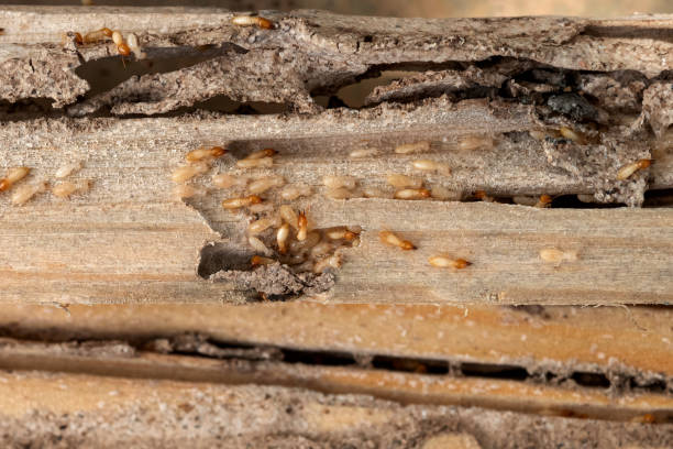Best Best Pest Control Companies  in Williston, ND