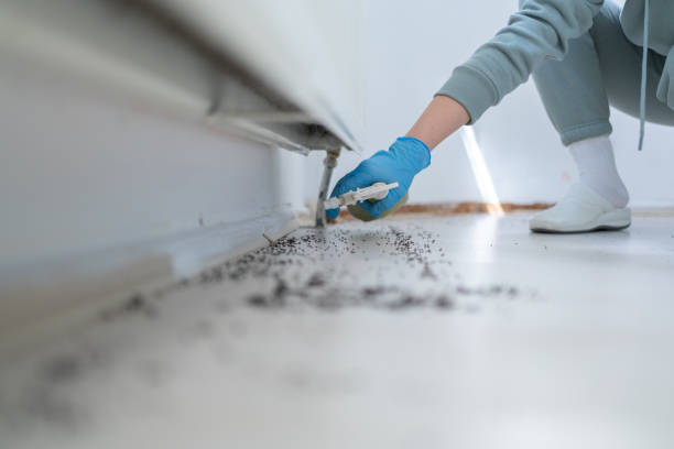 Best Flea Control Services  in Williston, ND